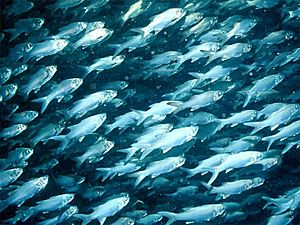 Archivo:Sixfinger threadfin school