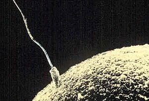 Archivo:Sperm-egg