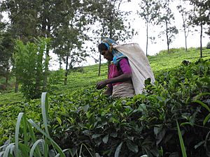 Archivo:Sri Lanka-Tea plantation-14
