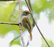 Archivo:Tawny-crowned Greenlet (Hylophilus ochraceiceps) (7222935148)