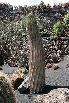 Archivo:Teguise Guatiza - Jardin - Ferocactus herrerae 01 ies