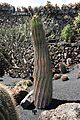 Teguise Guatiza - Jardin - Ferocactus herrerae 01 ies
