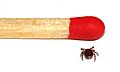 Tick male size comparison (aka)