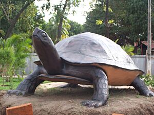 Archivo:Tortugademarslv