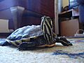 Trachemys Scripta Scripta (Tortuga de Orejas Amarillas)