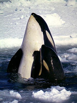 Archivo:Type C Orcas