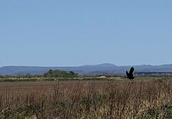 Voo do Tapicuru nos pampas do Mato Grosso do Sul.jpg