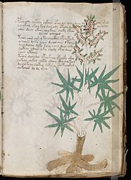 Voynich Manuscript (31)