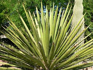 Archivo:Yucca faxoniana 2
