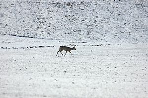 Archivo:2010-02-16 (57) Reh, Roe deer, Capreolus capreolus