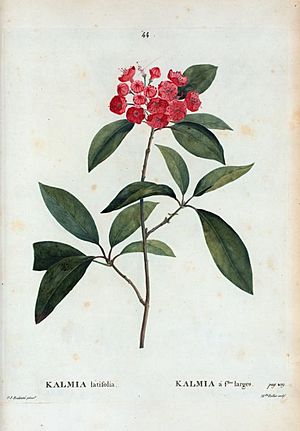 Archivo:44 Kalmia latifolia par Pierre-Joseph Redouté
