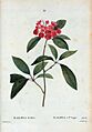 44 Kalmia latifolia par Pierre-Joseph Redouté