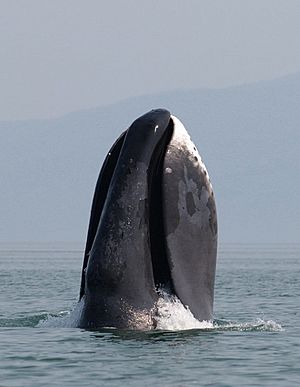 Archivo:A bowhead whale breaches off the coast of western Sea of Okhotsk by Olga Shpak, Marine Mammal Council, IEE RAS