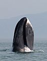 A bowhead whale breaches off the coast of western Sea of Okhotsk by Olga Shpak, Marine Mammal Council, IEE RAS