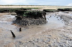 Archivo:A drowned forest, Holme dunes NNR beach - geograph.org.uk - 2054812