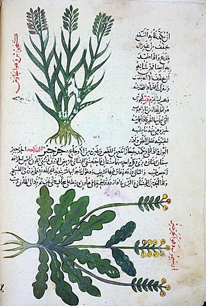 Archivo:Abū Jaʿfar al-Ghāfiqī05
