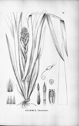 Aechmea tillandsioides - Fl Br 3-3-70.jpg