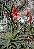 Aloe arborescens HRM