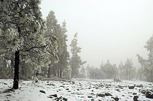 Archivo:Alto del pozo nevada 2005 vega san mateo gran canaria