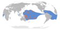 Anous minutus map