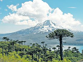 Araucaria araucana - Parque Nacional Conguillío por lautaroj - 001.jpg