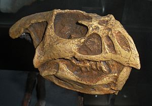 Archivo:Bagaceratops