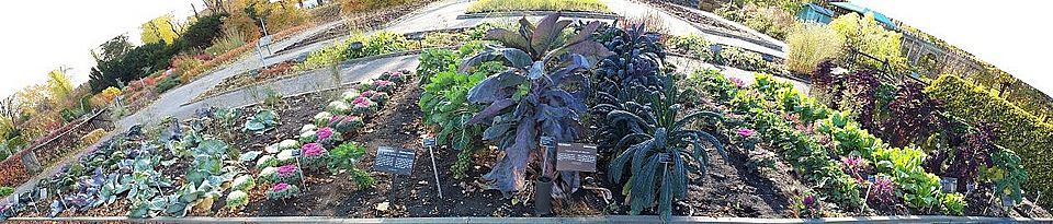 Archivo:Brassica-garden