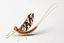 Callibaetis fasciatus 341908017.jpg