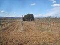 Campo de viña, estación de invierno, término municipal de Vilafamés