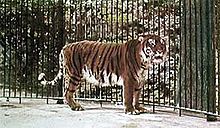 Archivo:Caspian tiger