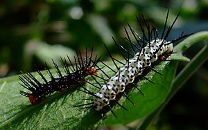 Archivo:Caterpillar-Both-02 crop