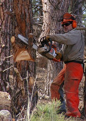 Archivo:Chainsaw cutting tree