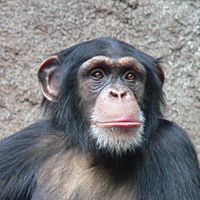 Archivo:Chimpanzee-Head
