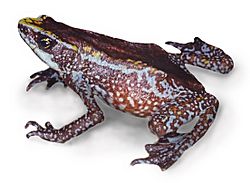 Chiriqui harlequin frog - Atelopus chiriquiensis.jpg