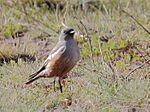 Archivo:Chocolate-vented Tyrant (Neoxolmis rufiventris) (15960622505)