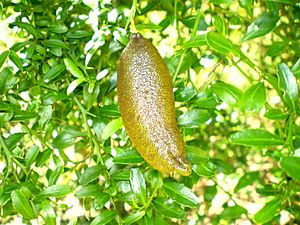 Archivo:Citrus australasica brown fruit1
