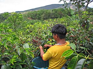 Archivo:Coffee-cherry-picker-san-marcos-tarrazu-costa-rica