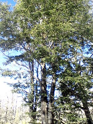 Archivo:Coihue-chile
