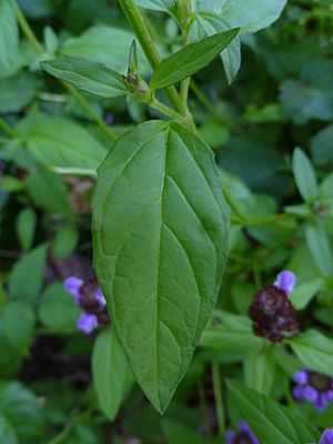 Archivo:Common self-heal (Prunella vulgaris) -- leaf