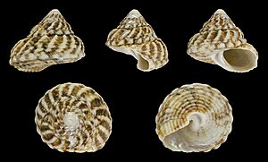 Archivo:Cookia sulcata 01
