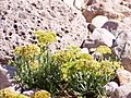Crithmum maritimum
