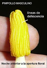 Cucurbita pepo "zapallo de Angola" semillería La Paulita - flor masculina y anteras (VERDE7) atardecer anterior a la antesis, comienza la dehiscencia y se observa polen, etiquetas
