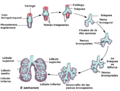 Desarrollopulmon