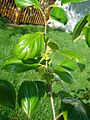 Diospyros kaki 'Tamopan' +2months