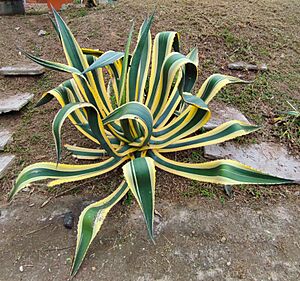 Archivo:Ejemplar de Agave americana variedad Marginata en Veracruz, México.