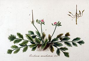 Archivo:Erodium moschatum — Flora Batava — Volume v11