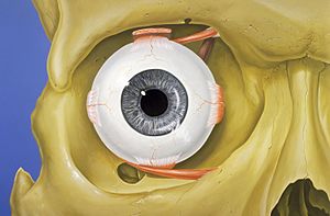 Archivo:Eye orbit anatomy anterior2