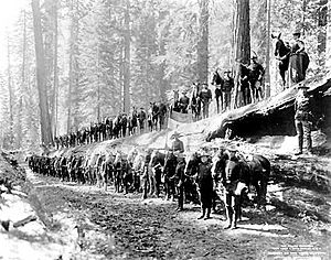 Archivo:F-Troop-6th-Cavalry-Regeiment-US-1899-Yosemite-NPS