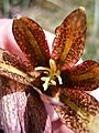 Fritillaria nigra inside flower 04