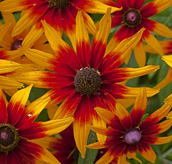 Gaillardia aristata, centro de Tallinn, Estonia, 2012-08-05, DD 02.JPG